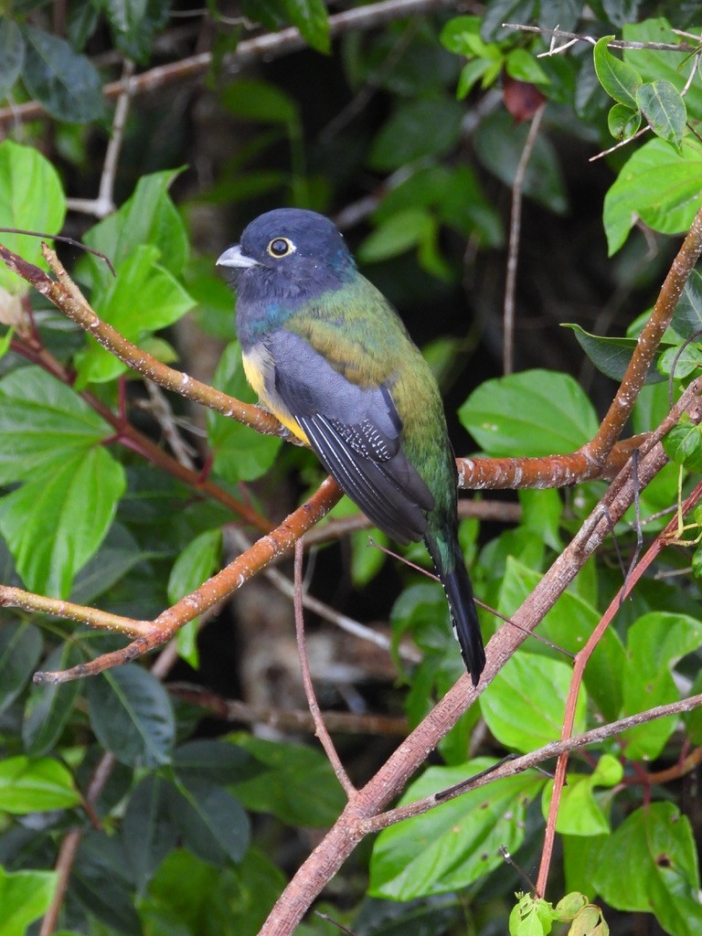 Gartered Trogon - ML642341570