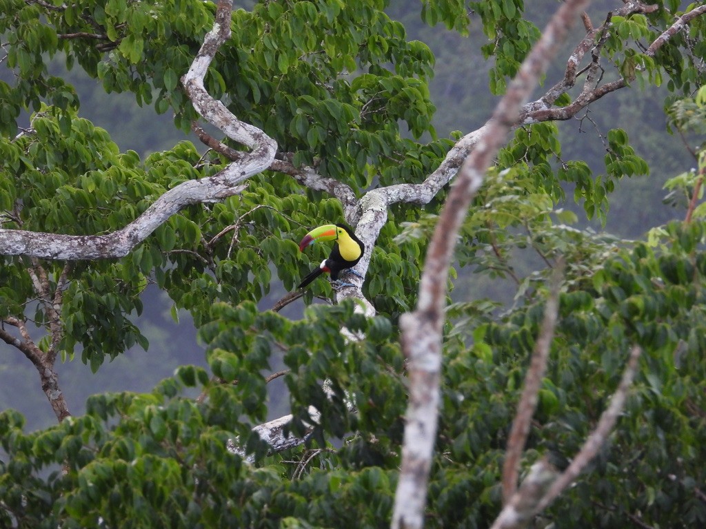 Keel-billed Toucan - ML642341574