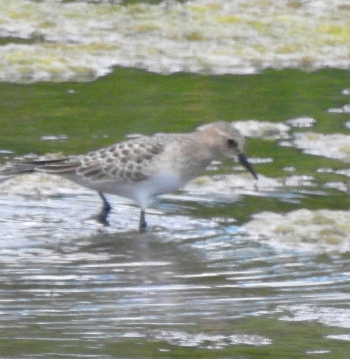 Baird's Sandpiper - ML642341577