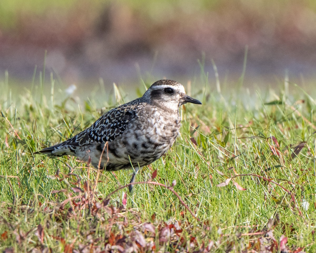 American Golden-Plover - ML642341584