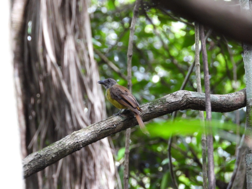 Gray-headed Tanager - ML642341594