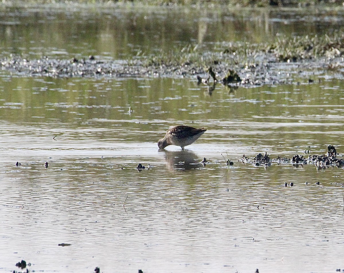 Long-billed Dowitcher - ML642341596