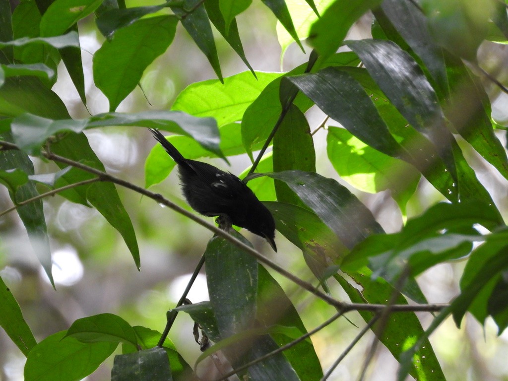 Dot-winged Antwren - ML642341604
