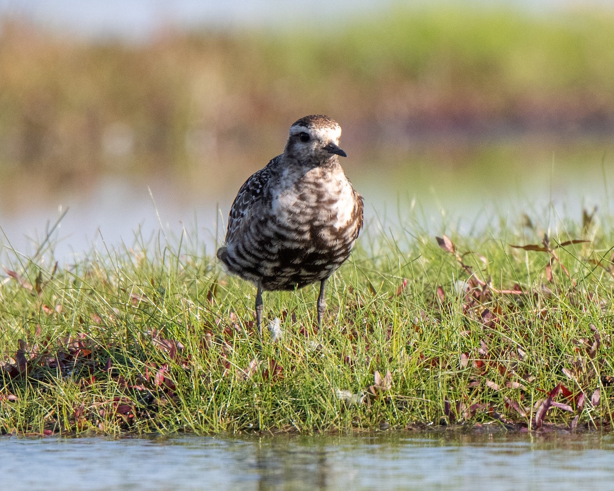 American Golden-Plover - ML642341612