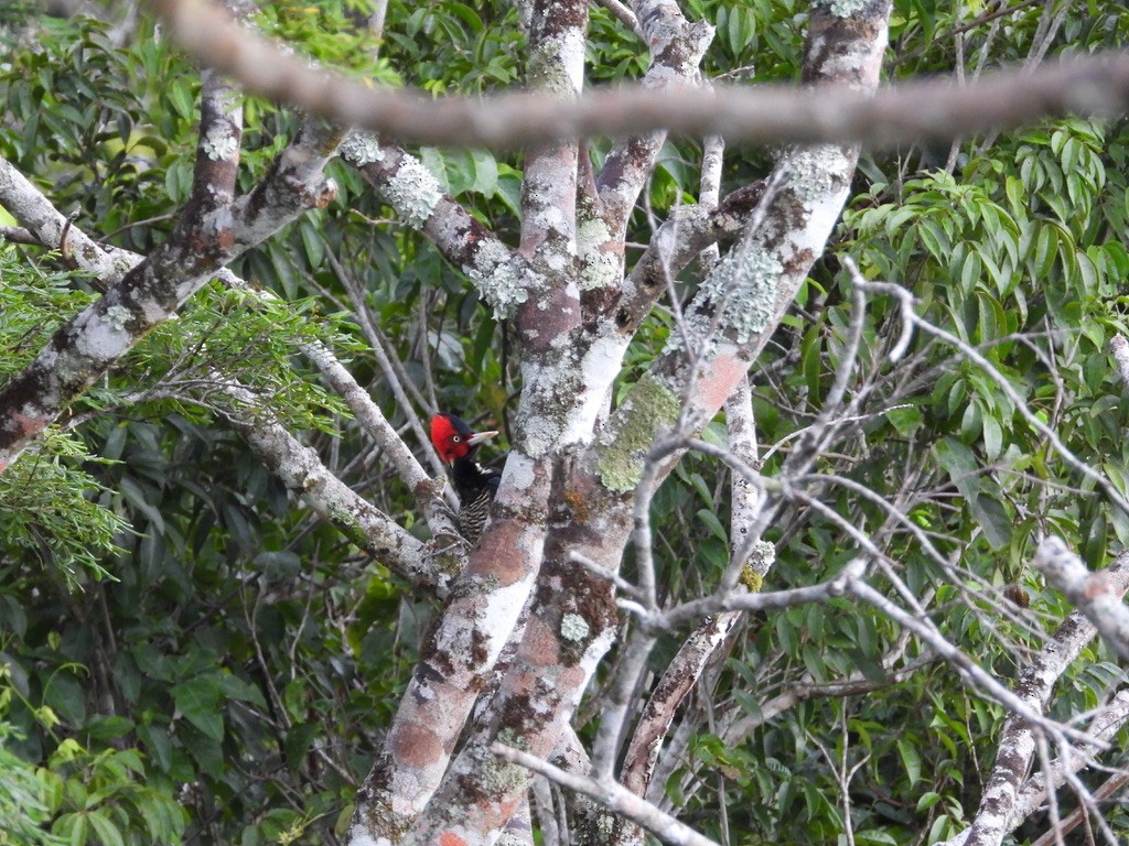 Pale-billed Woodpecker - ML642341613