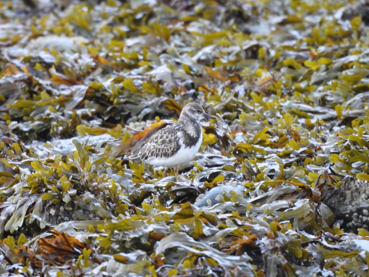 Ruddy Turnstone - ML642341614