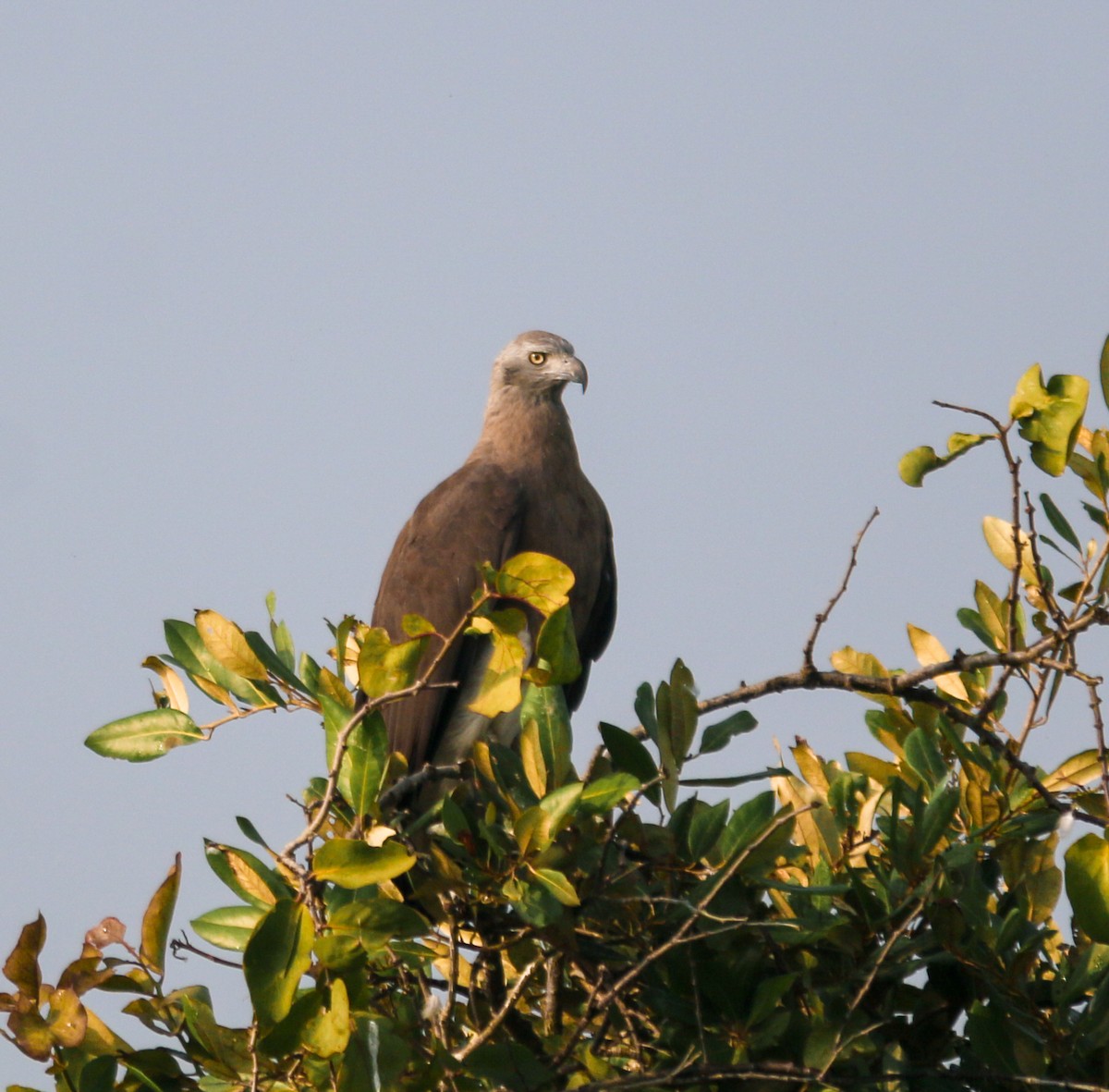 Gray-headed Fish-Eagle - ML642341617