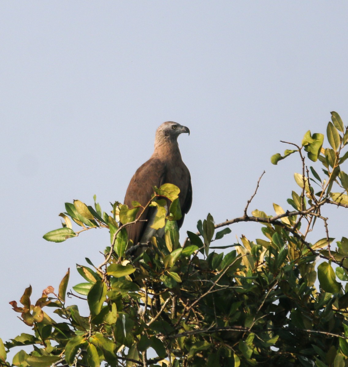 Gray-headed Fish-Eagle - ML642341618