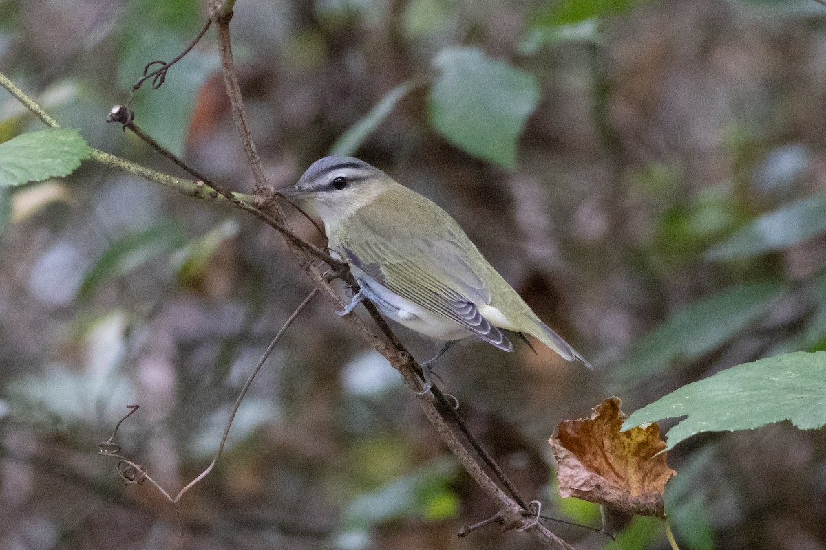 Red-eyed Vireo - ML642341626