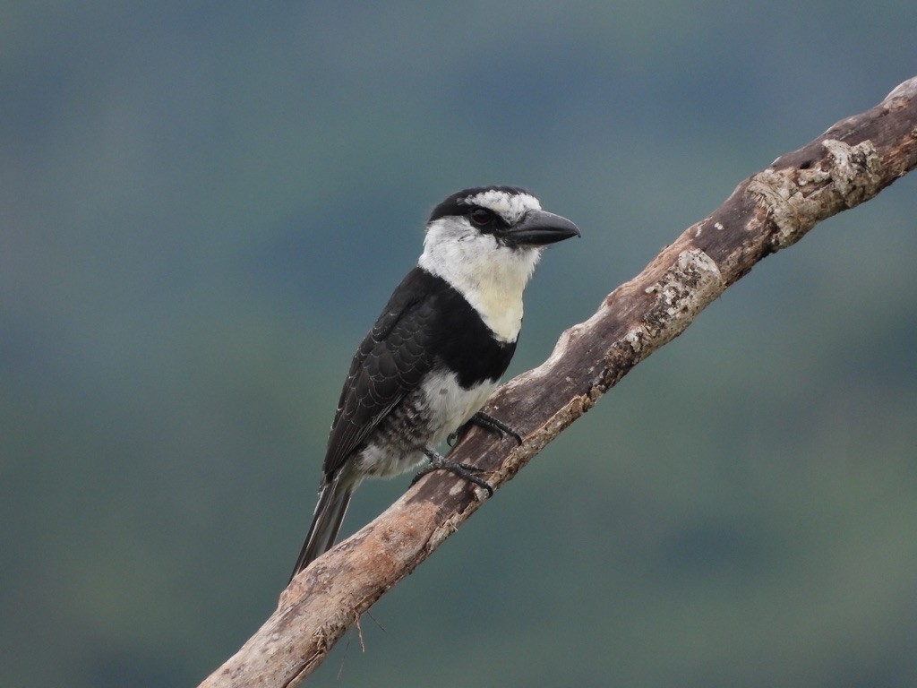 White-necked Puffbird - ML642341634