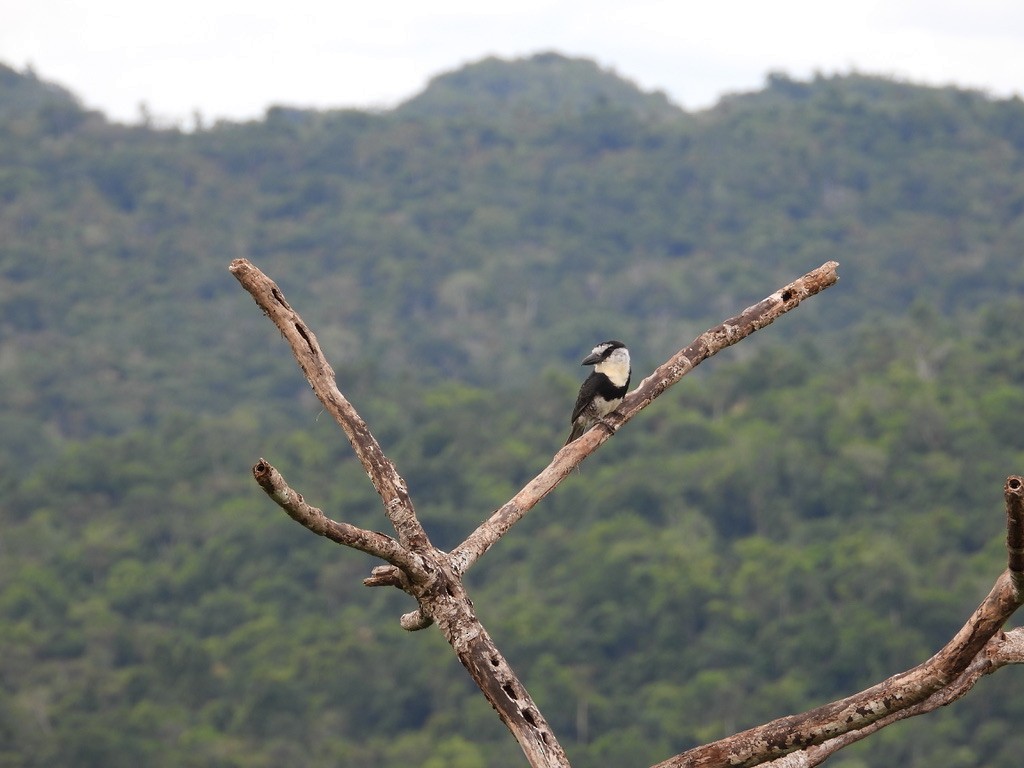 White-necked Puffbird - ML642341635