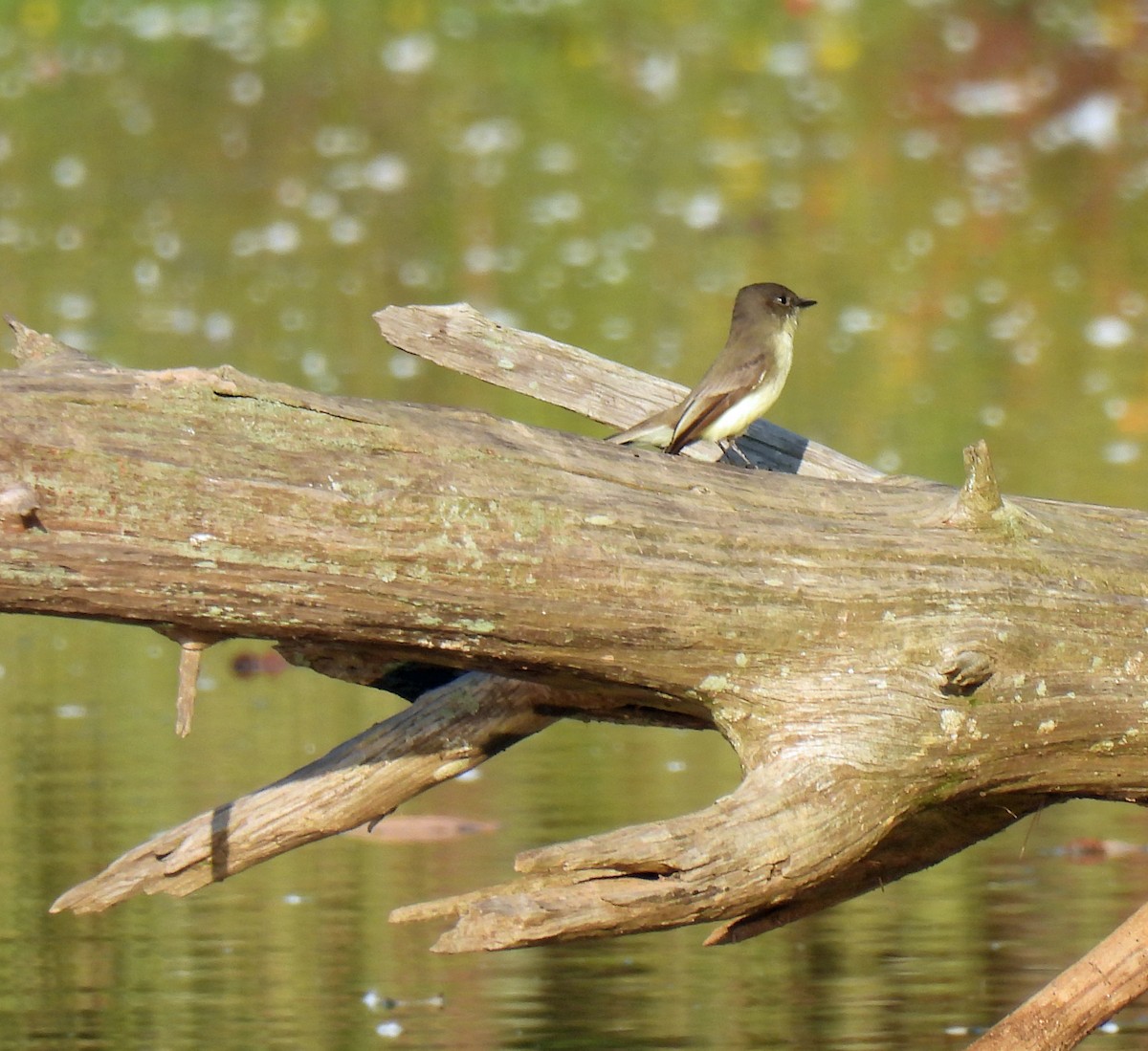 Eastern Phoebe - ML642341643