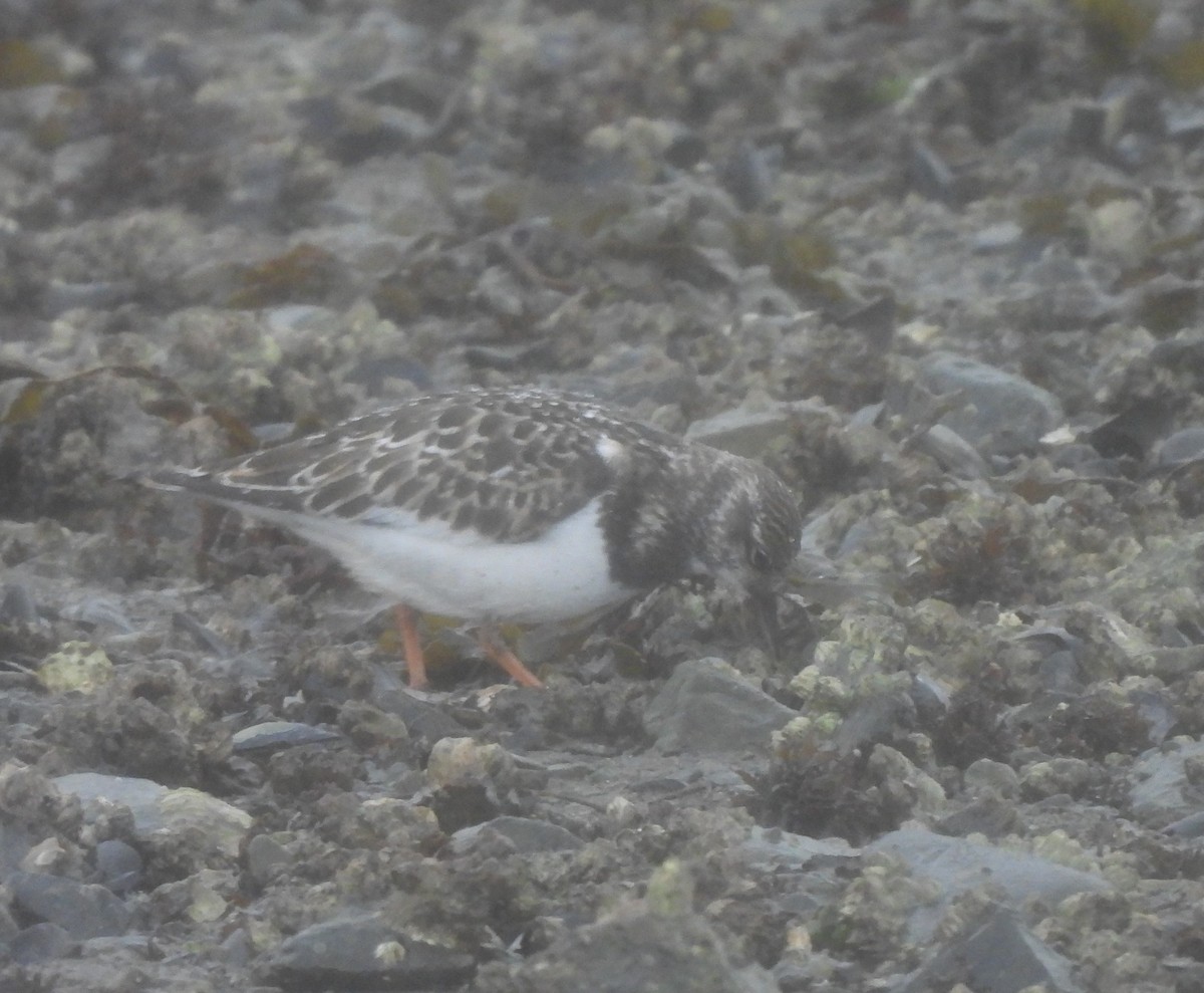 Ruddy Turnstone - ML642341647