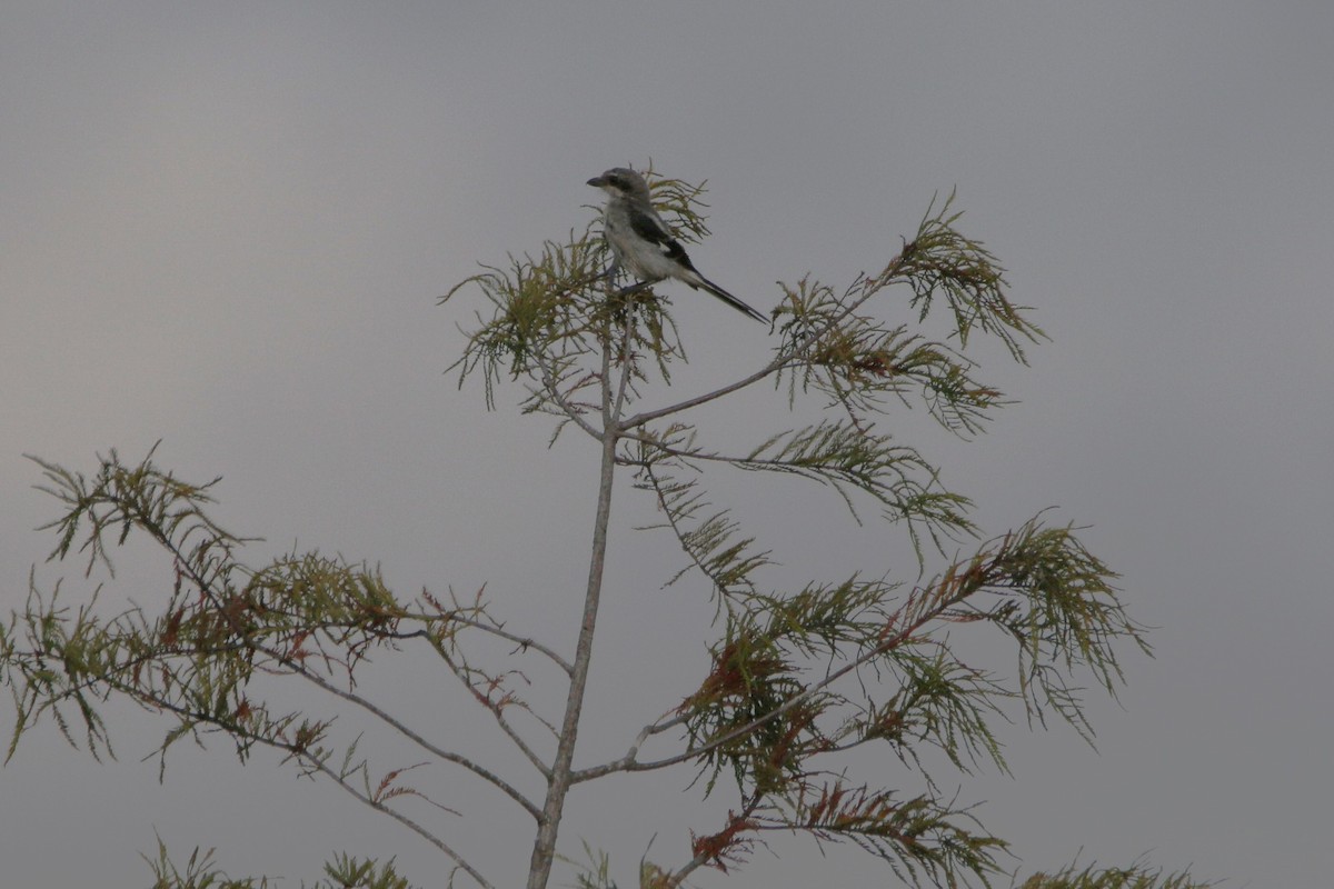 Loggerhead Shrike - ML642341649