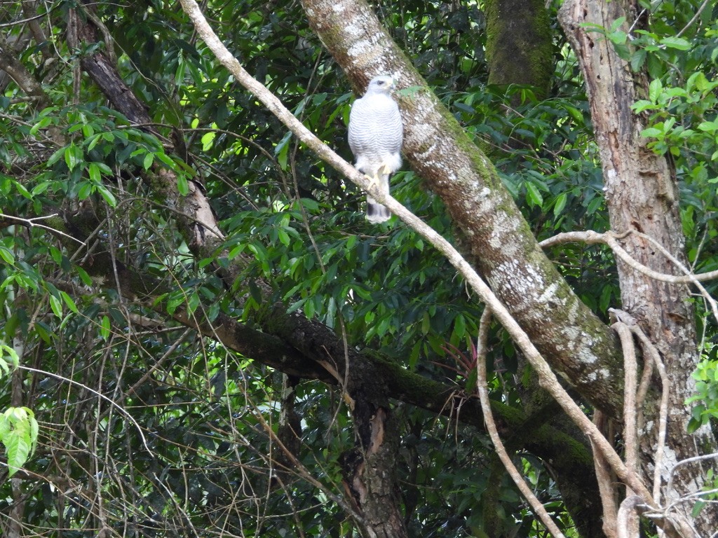 Gray Hawk - ML642341652