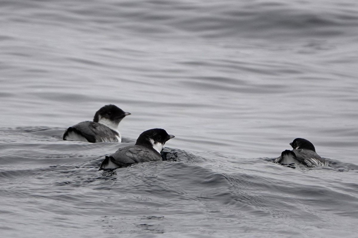 Ancient Murrelet - ML642341653