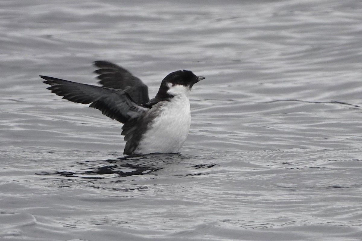 Ancient Murrelet - ML642341654