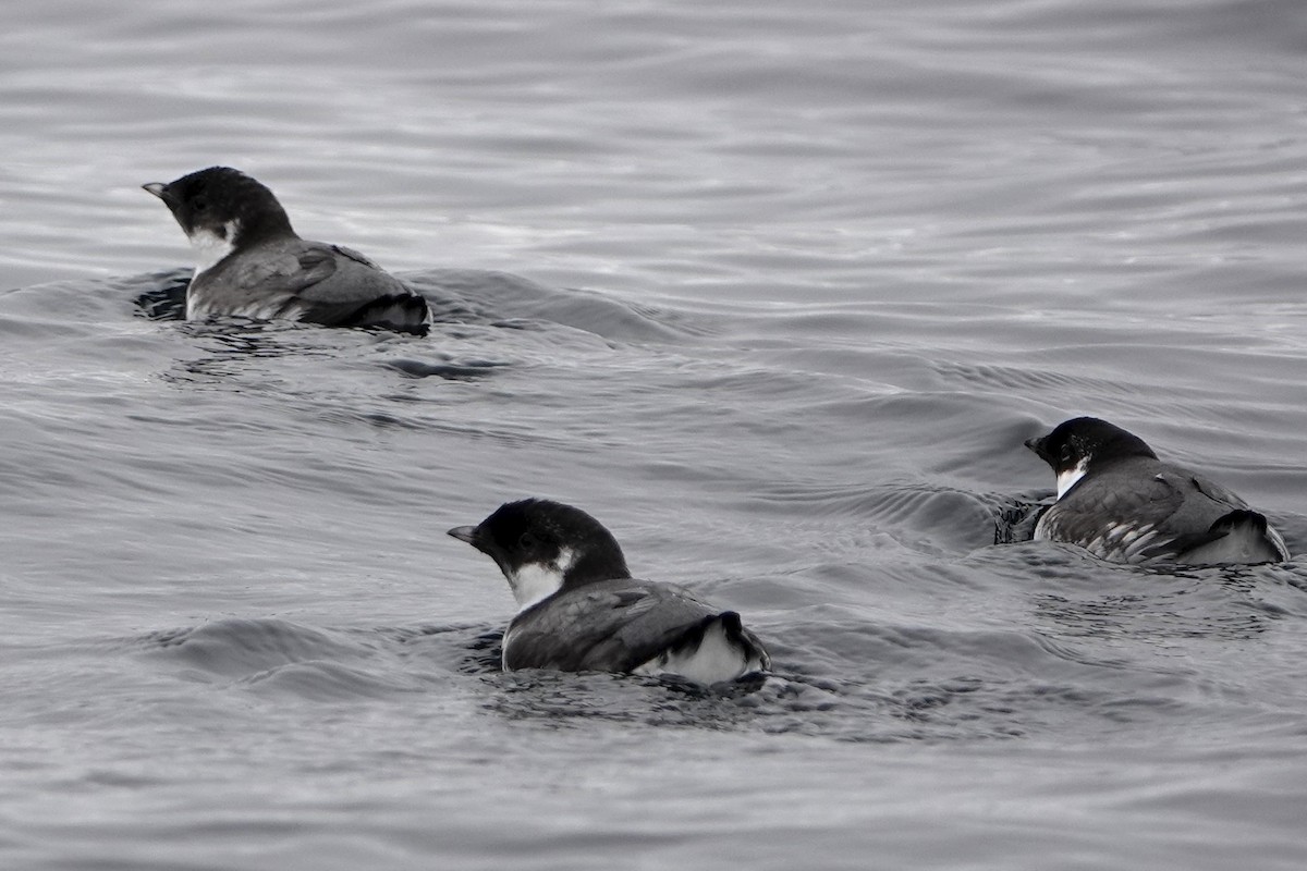 Ancient Murrelet - ML642341655