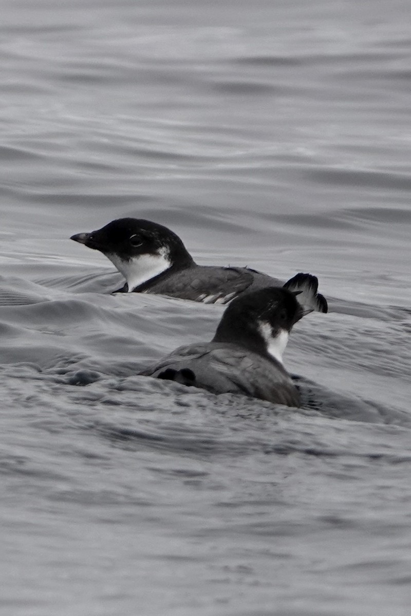 Ancient Murrelet - ML642341656