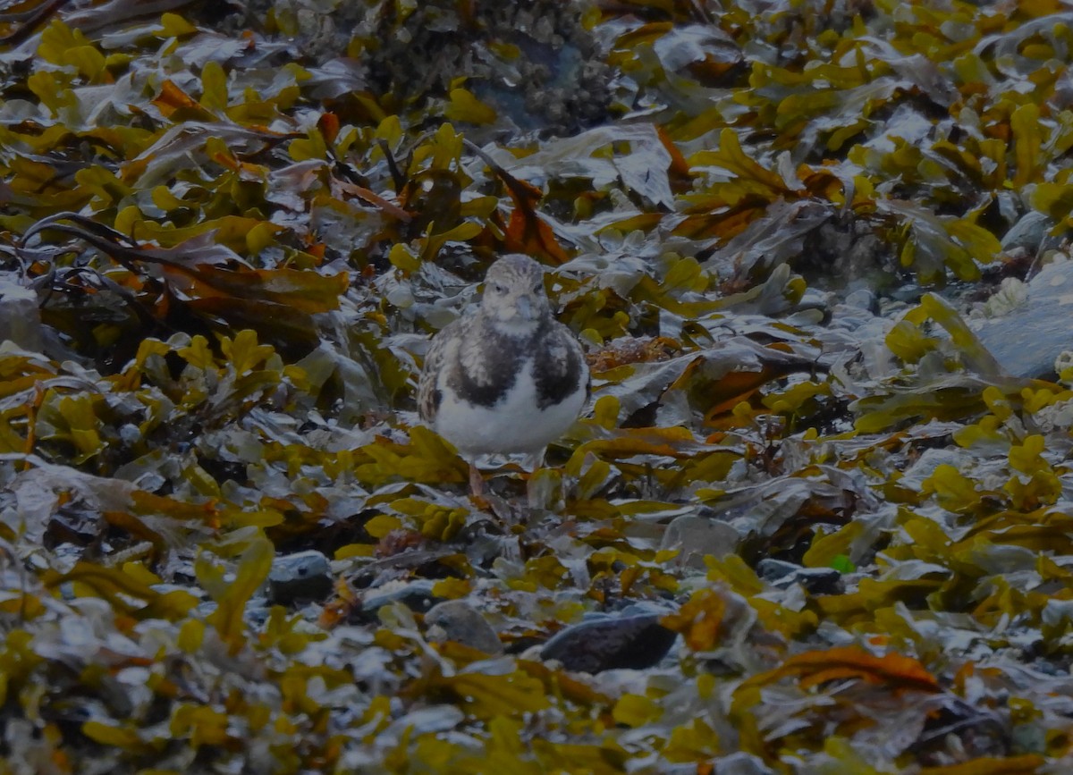 Ruddy Turnstone - ML642341658
