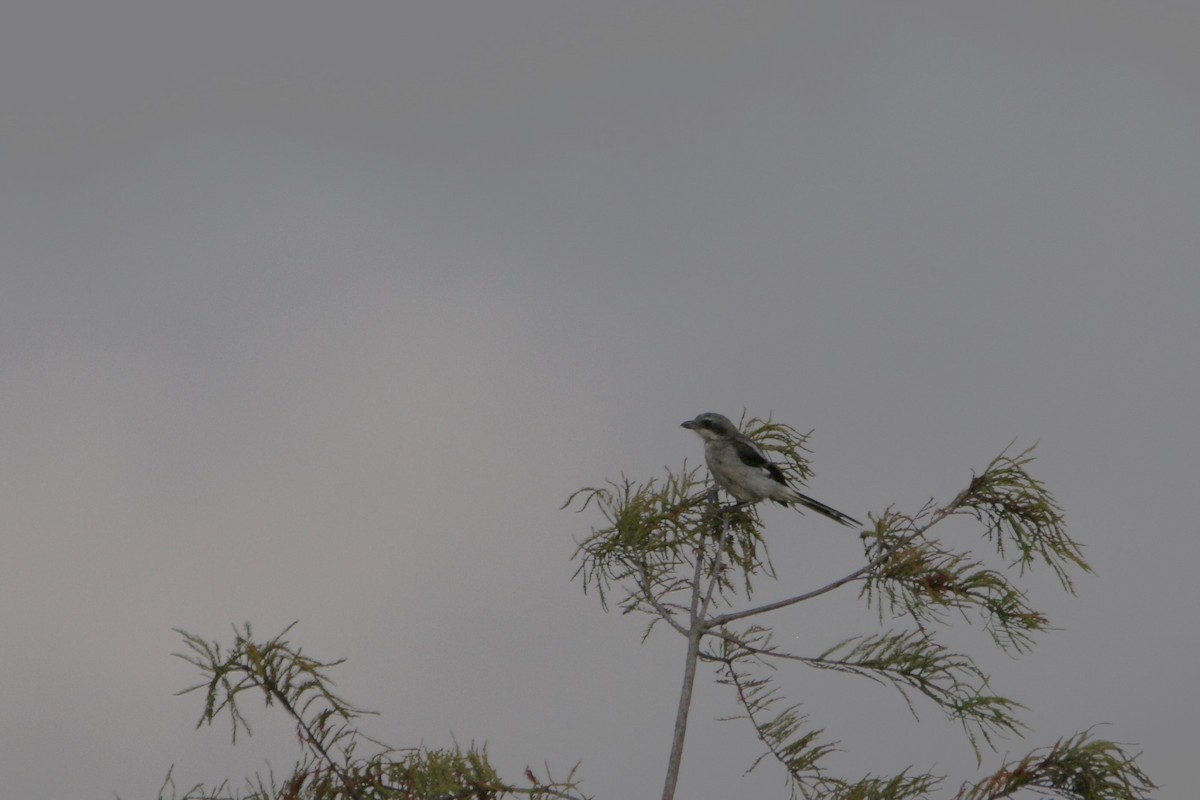 Loggerhead Shrike - ML642341660