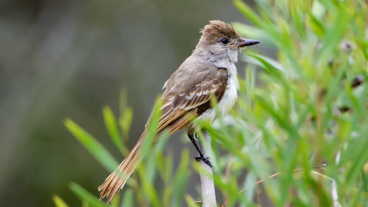 Ash-throated Flycatcher - ML642341663