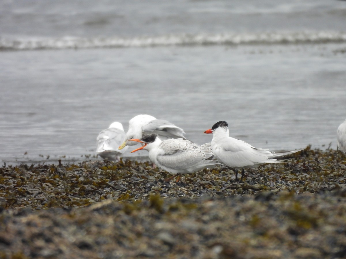 Caspian Tern - ML642341664