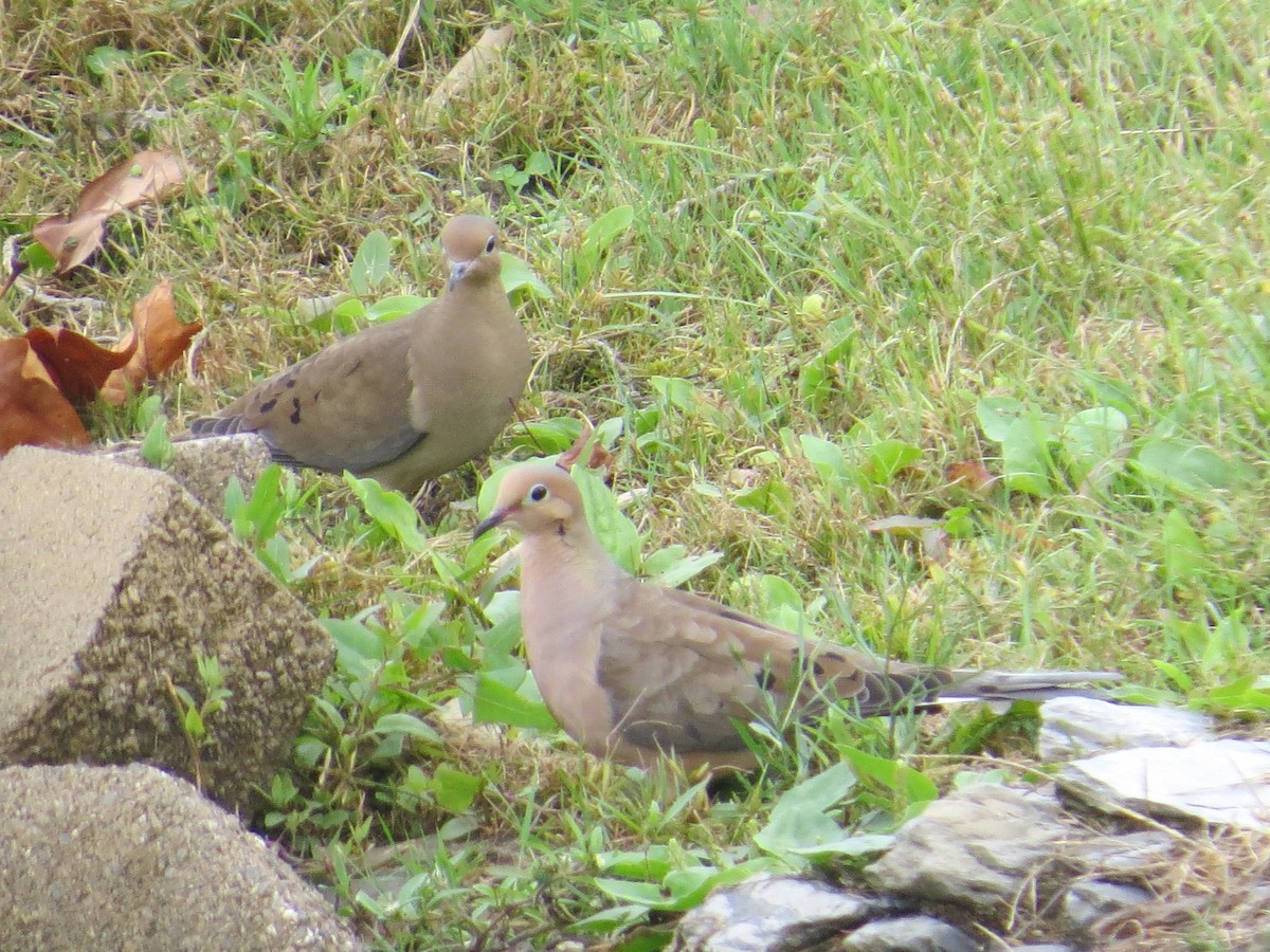 Mourning Dove - ML642341668