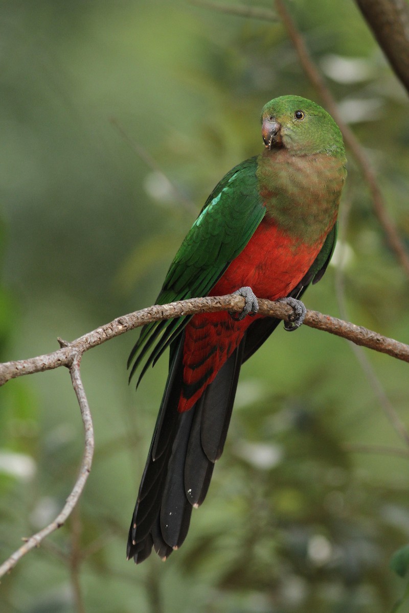 Australian King-Parrot - ML642341669