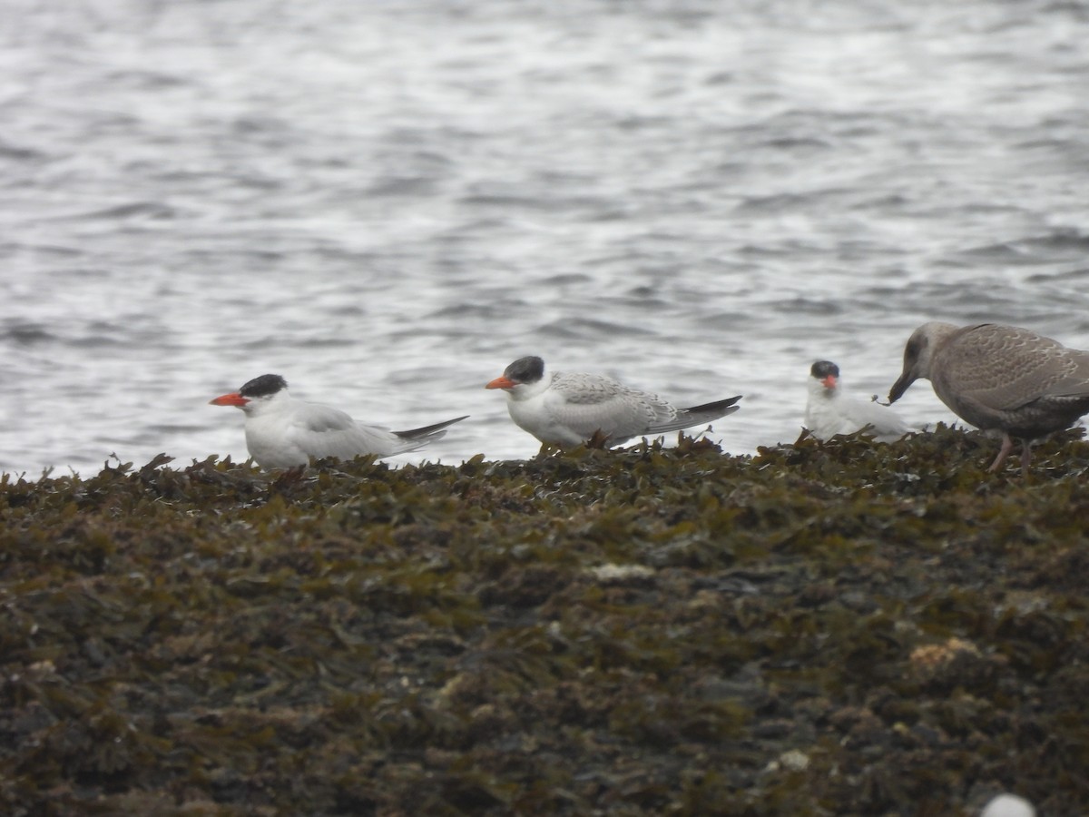 Caspian Tern - ML642341670