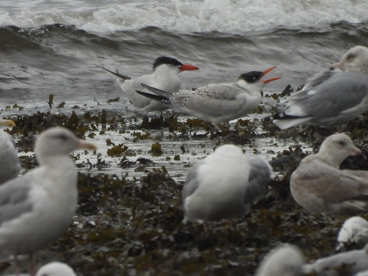 Caspian Tern - ML642341680