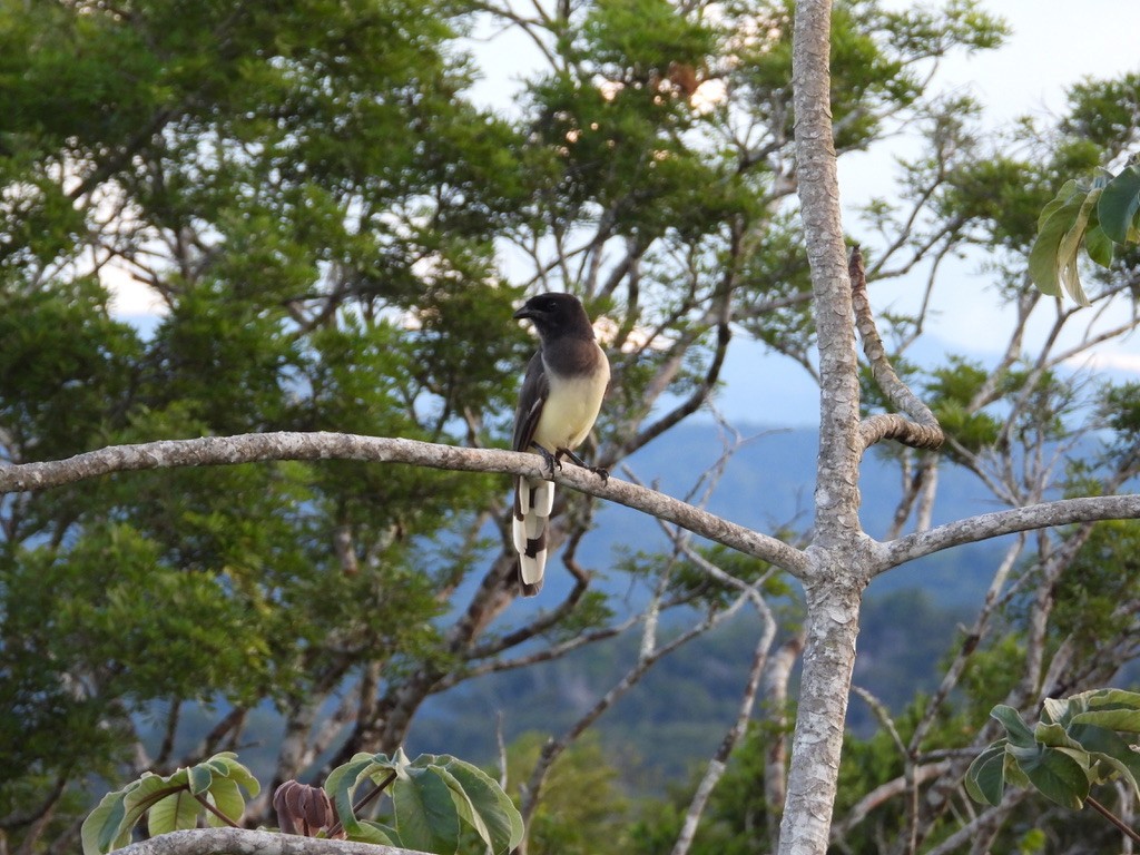 Brown Jay - ML642341687