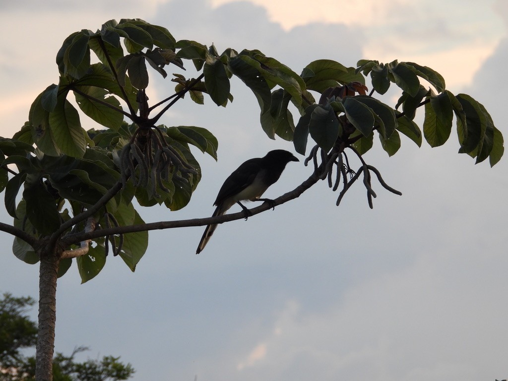 Brown Jay - ML642341688