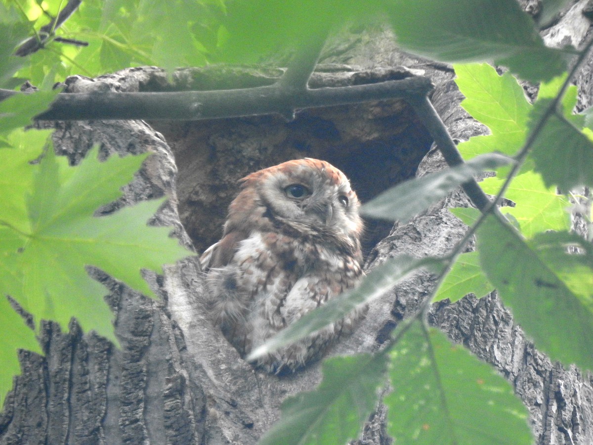 Eastern Screech-Owl - ML642341689