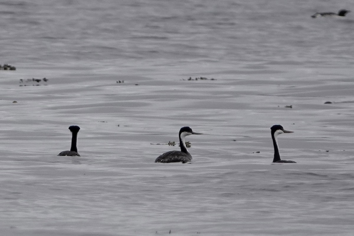 Western Grebe - ML642341690