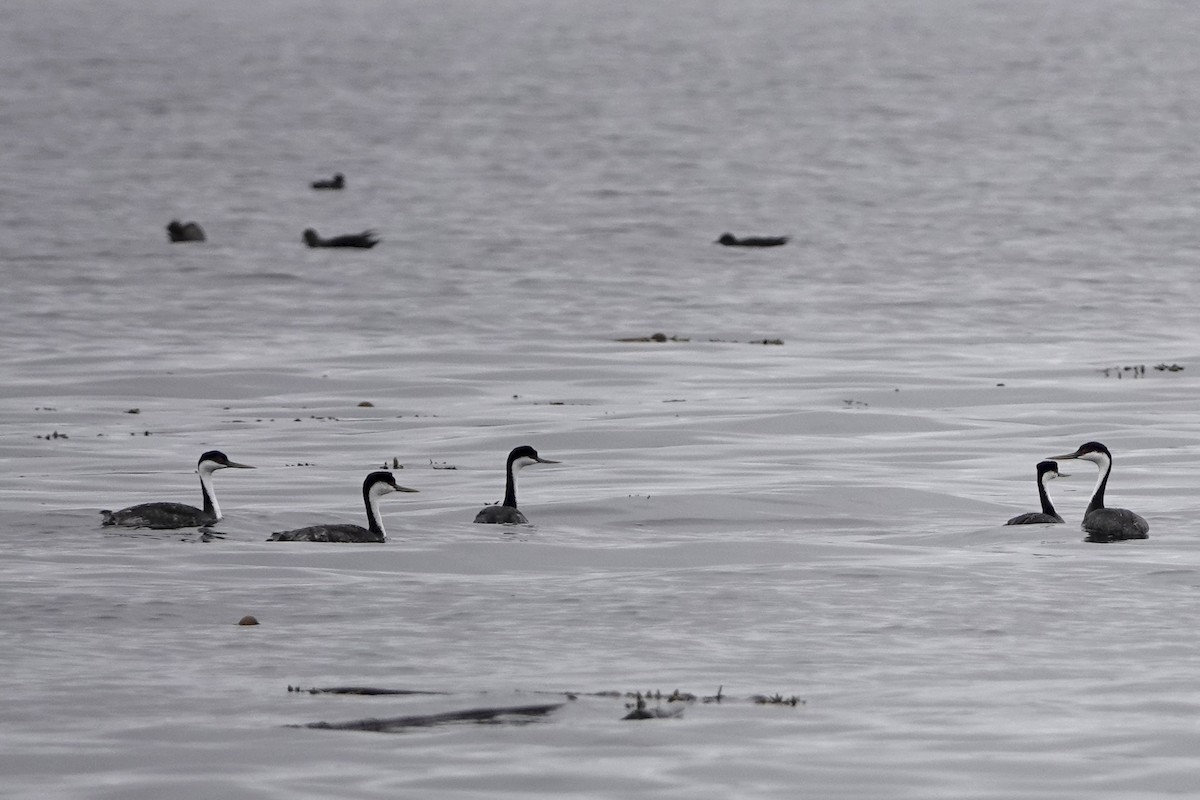 Western Grebe - ML642341691