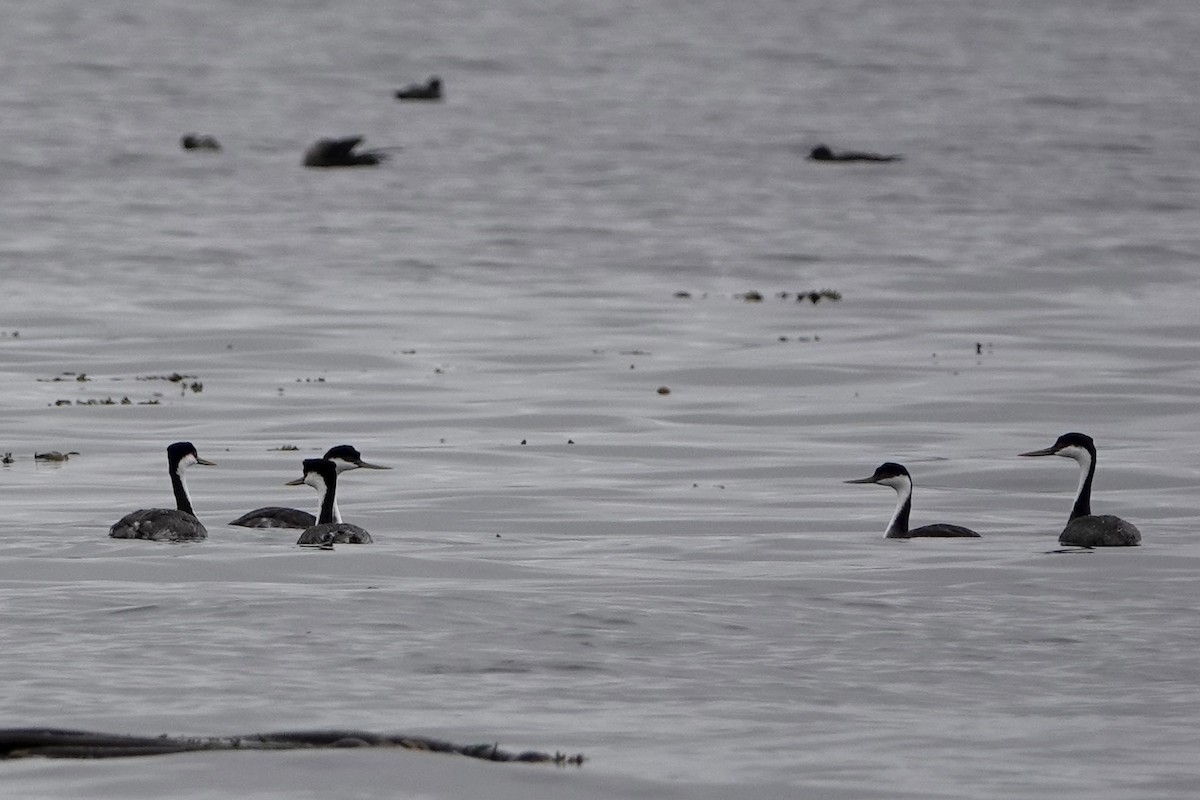 Western Grebe - ML642341692