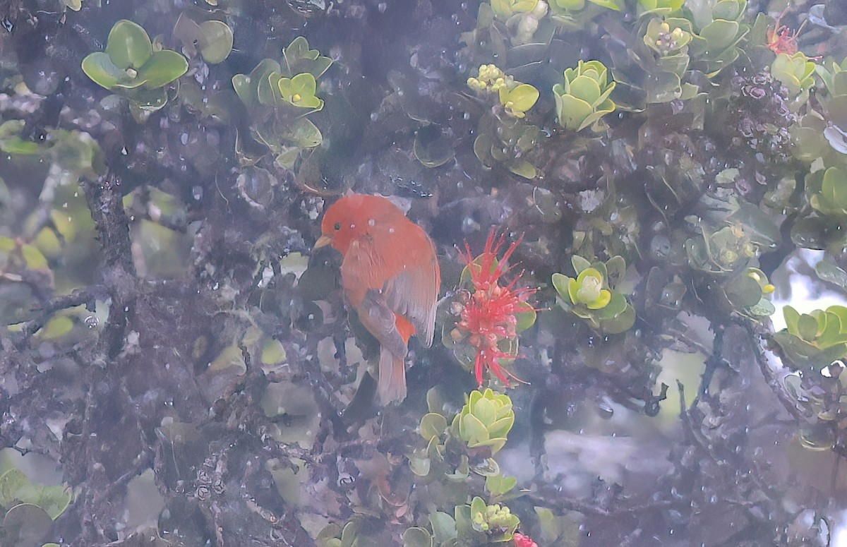 Hawaii-Akepakleidervogel - ML642341706
