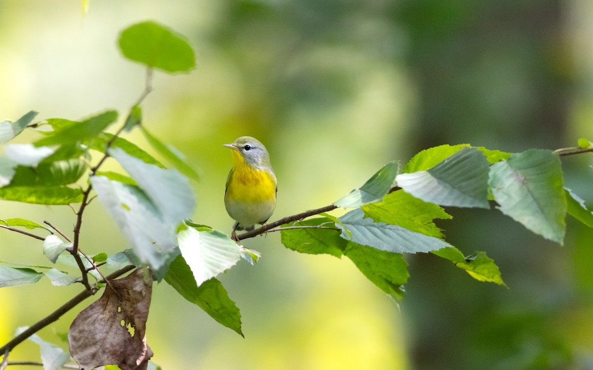 Northern Parula - ML642341721