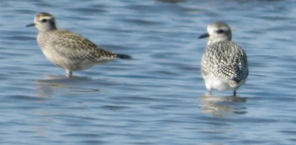 American Golden-Plover - ML642341725