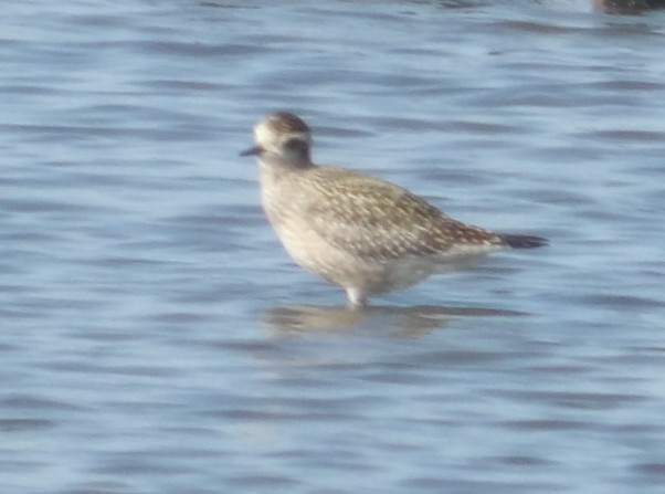 American Golden-Plover - ML642341726