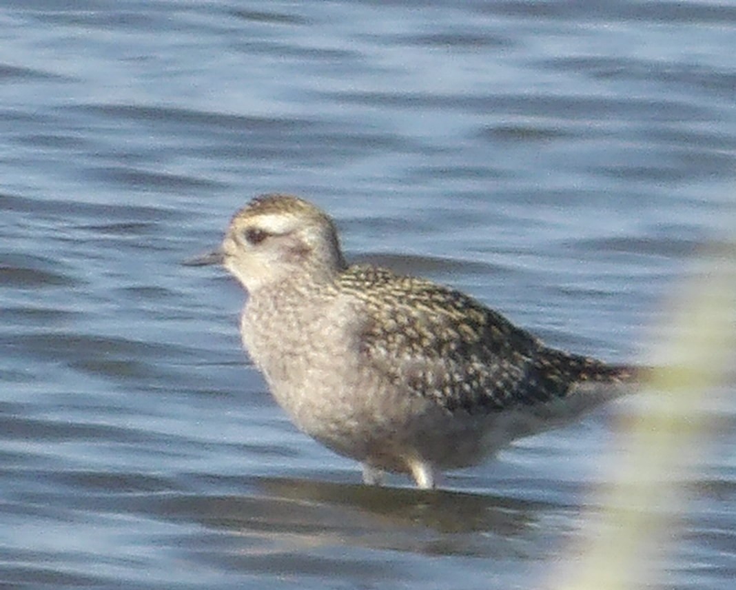 American Golden-Plover - ML642341727