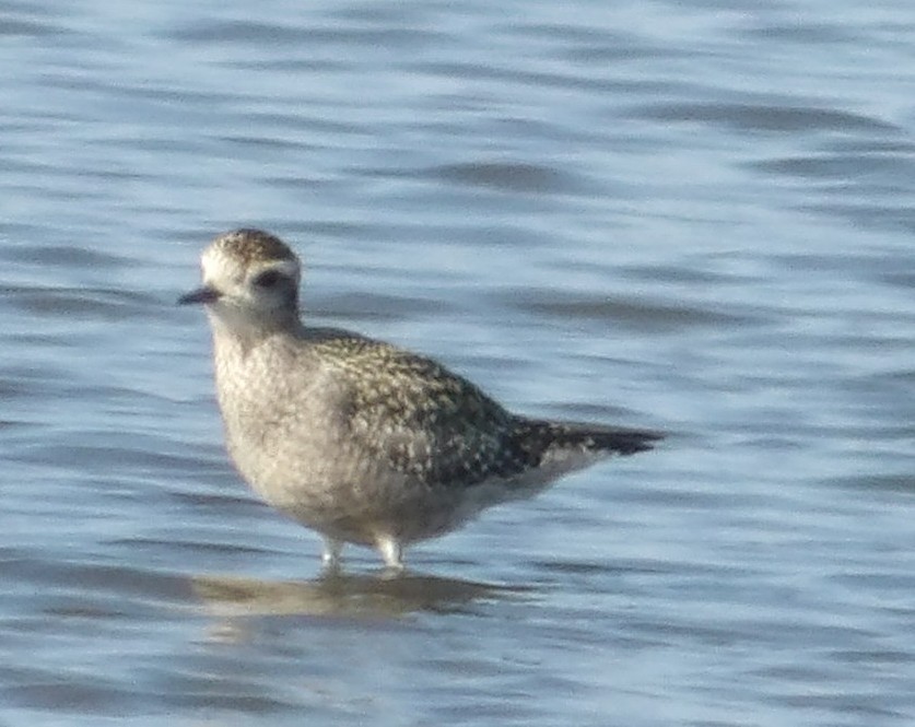 American Golden-Plover - ML642341728