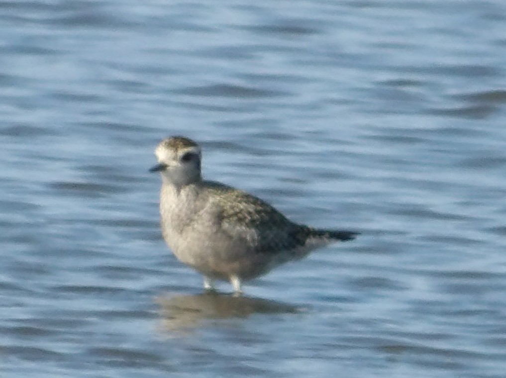 American Golden-Plover - ML642341729