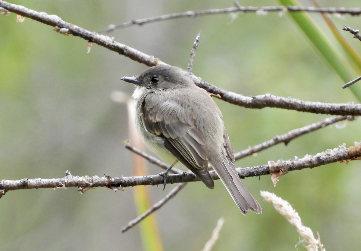 Eastern Phoebe - ML642341734