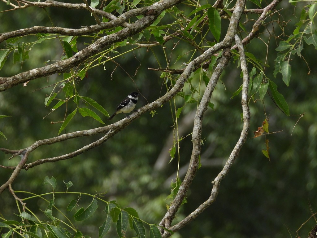 Morelet's Seedeater - ML642341743