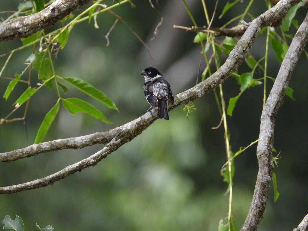 Morelet's Seedeater - ML642341744