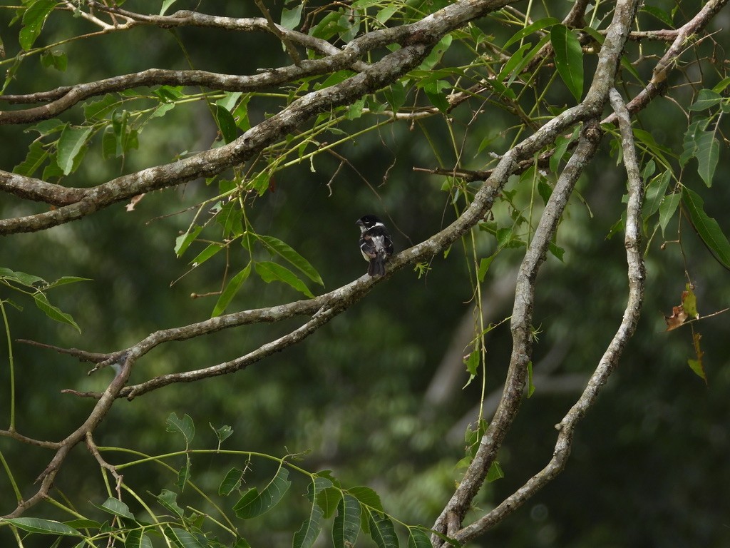 Morelet's Seedeater - ML642341745