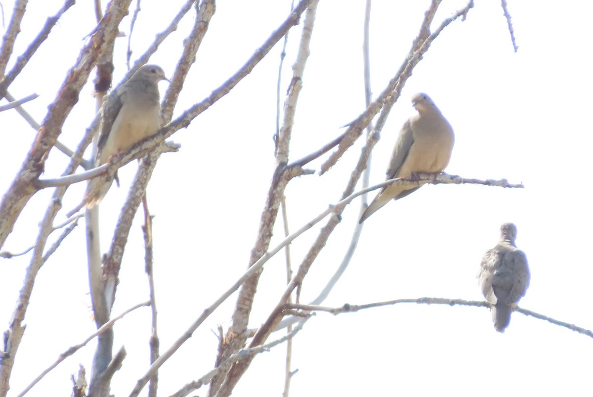 Mourning Dove - ML642341769