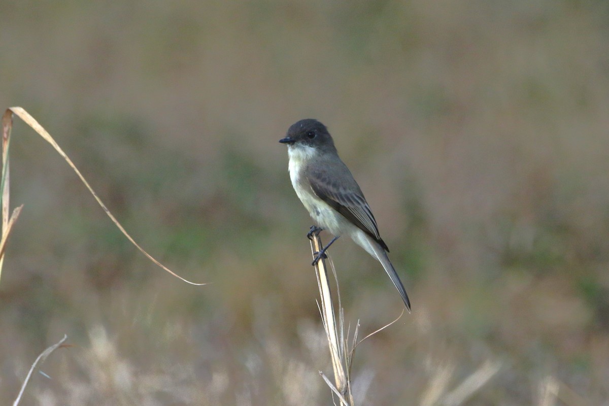 Eastern Phoebe - ML642341772